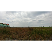 Land 15-2-89 rai in Bang Pa-In Ayutthaya for sale